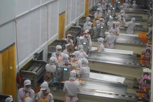 越南现代化食品厂的“人海战术” 榴莲饼为何令人着迷？